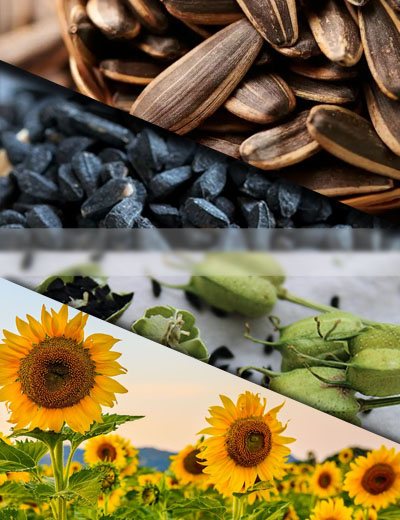 black seeds and sunflower seeds
